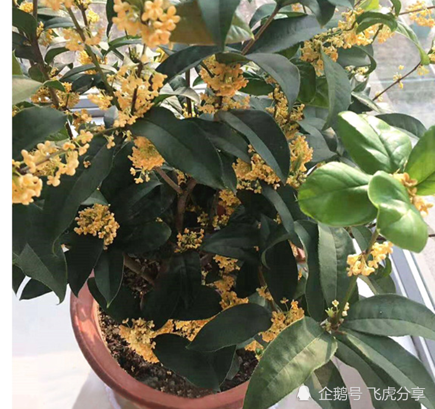 五个桂花品种中的佼佼者 四季花开 芬香四溢 居家养殖正合适 腾讯新闻