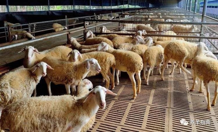 羊吃什么长得快?