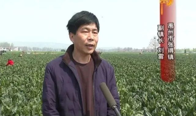 张得镇|禹州市|大周村|菠菜|烟叶|烤烟