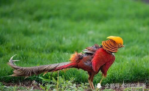 山西老漢深山發現怪鳥風雨無阻投餵4年專家說這是隻鳳凰