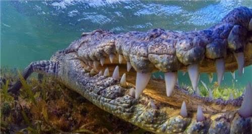 传奇巨鳄古斯塔夫机枪拿他都无可奈何传闻吃了300多人