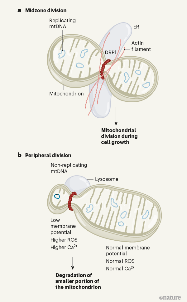 改寫教科書自然新研究提出線粒體分裂的創新觀點