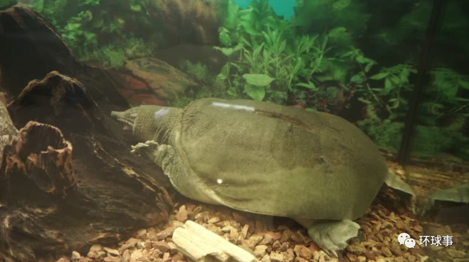 长75厘米重46斤百年巨鳖夜晚上岸被活捉鳖的出现意味着什么