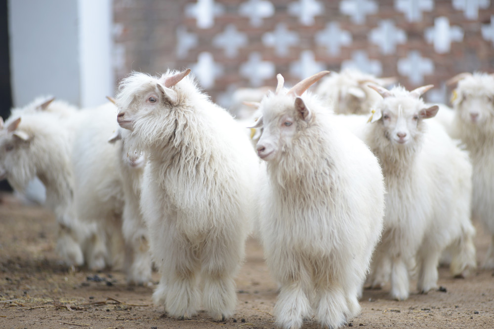 一线记者讲故事|基层见闻:放羊娃 发"羊"财