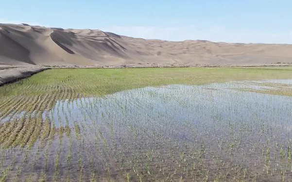 科尔沁沙地水稻图片