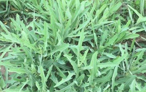 鬼参在史书记载中,它来自于波斯国,是一种含有剧毒的植物,也叫押不芦