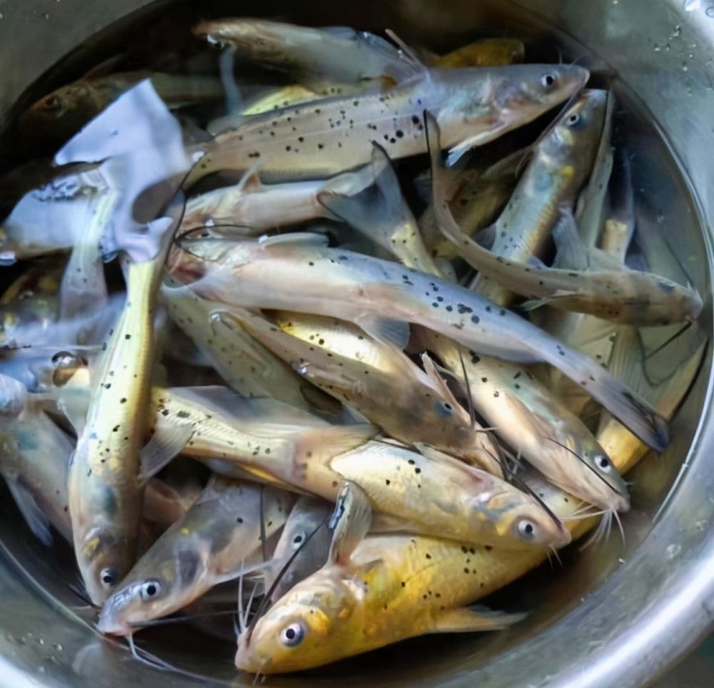 这种鱼和鲶鱼十分的相似,但它们的身上却长着许多的黑色斑点……不过