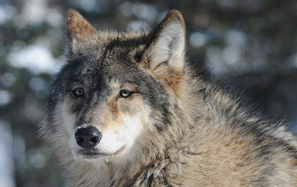 狼皮只是商人眼中的一项交易与利益,但在今天看来,却是伤害野生动物