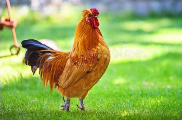 命中注定富贵鸡特别是1969年51岁人一切都是天意