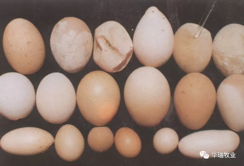 缺钙究竟对蛋鸡有多大影响?