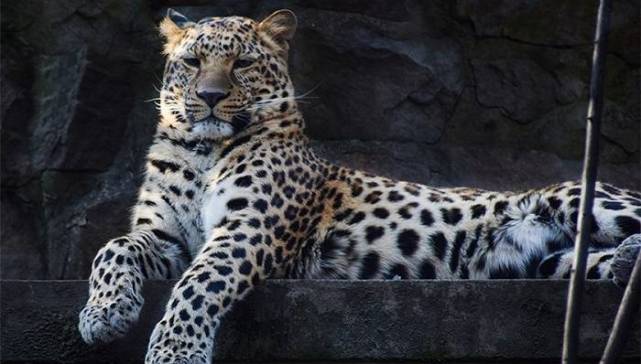 第三只金钱豹出逃一周仍未寻获园方被质疑瞒报 腾讯新闻