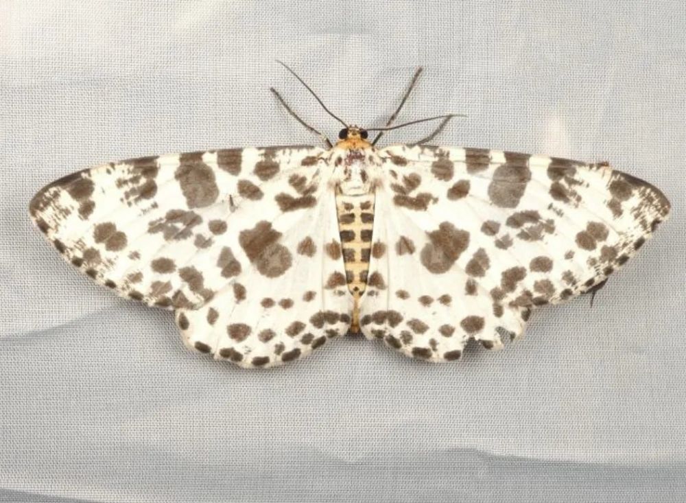 柿星尺蛾 金宸/摄影幔折线尺蛾 金宸/摄影黄连木尺蛾 金宸/摄影想知道