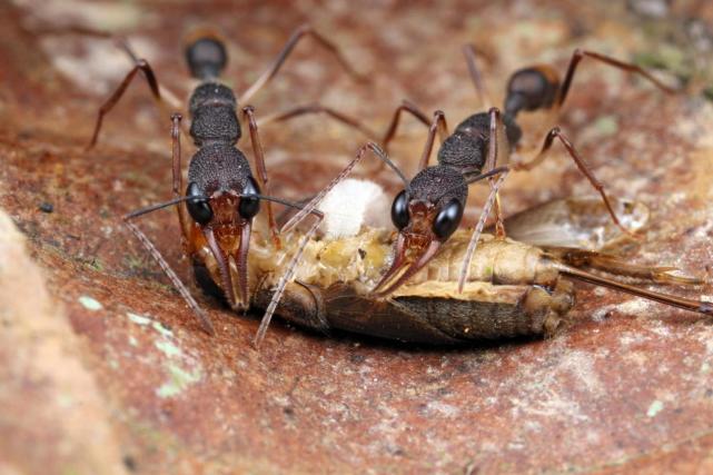 为了当领导动物可以有多拼印度跳蚁不惜自残舍弃20的大脑