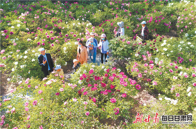 临夏市十里牡丹长廊图片