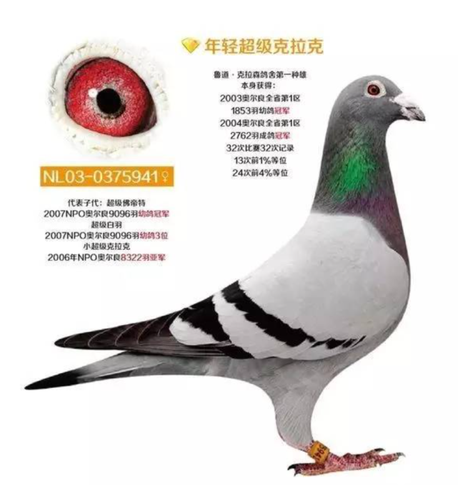 长城鸽业重金收藏的年轻超级克拉克征战大江南北遍地开花
