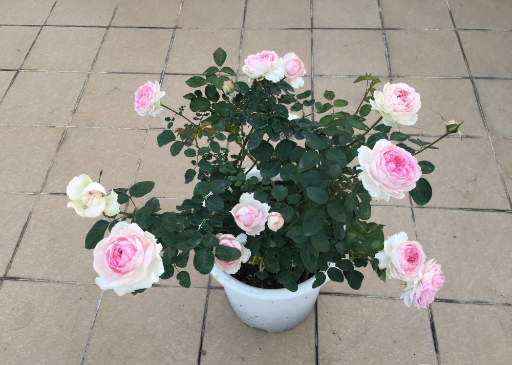 阳台养棵伊芙四号四季有花看一卉能熏一室香养护也不难