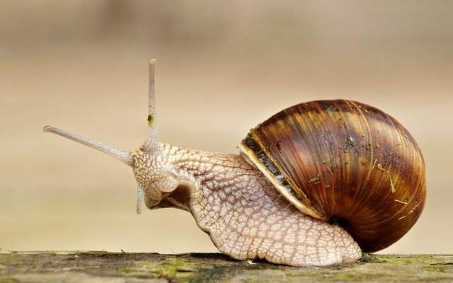 蜗牛交配时为什么要发射爱之箭刺伤对方答案可能出乎意料