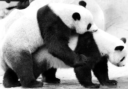 国宝大熊猫为什么讨厌交配行为原因让人心疼