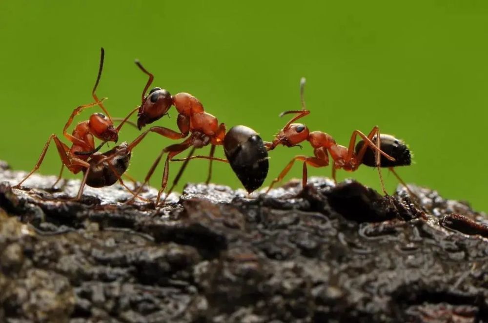 阅享自然|昆虫物语_腾讯新闻