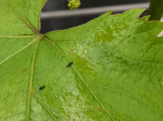 葡萄开花结果期 不能忽略蓟马 花期不预防 农友悔断肠 腾讯新闻