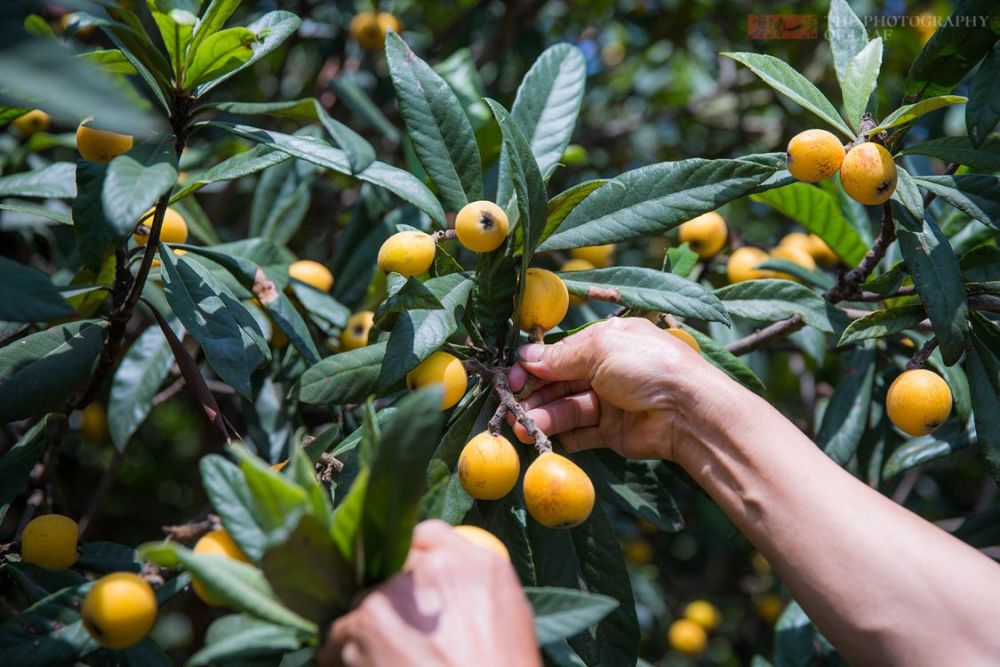 杭州塘栖枇杷喜迎丰收果农精心种植的枇杷才卖10元一斤吃货们有福了