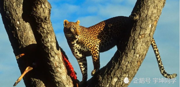 浙江杭州野生动物世界3只外逃金钱豹被寻回