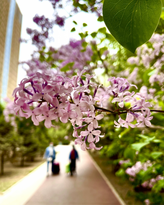 花海青城醉游人 这个夏日 一定要来呼和浩特漫游花海 美得像仙境