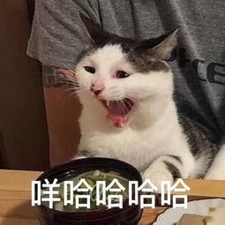 表情包专栏什么都不做也很可爱的猫猫上线