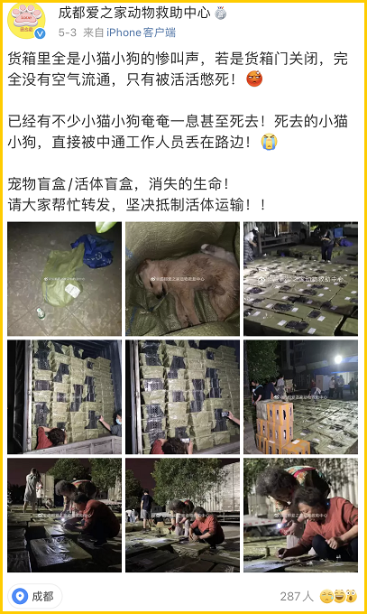 小白:在成都的动物救助站,我见到了从盲盒里被解救出的宠物