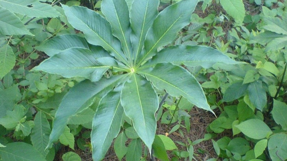 云南农村有一种珍贵的野草,市场价达到700元一斤,长七片叶子