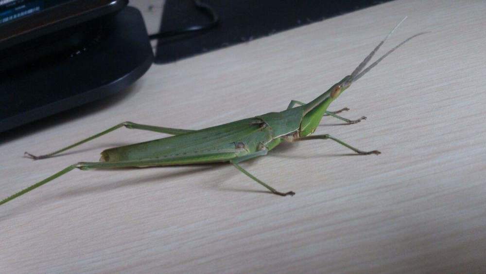 是一种分布面积极为广泛的蚂蚱,个头硕大细长,腿长肚子硕长,不善于