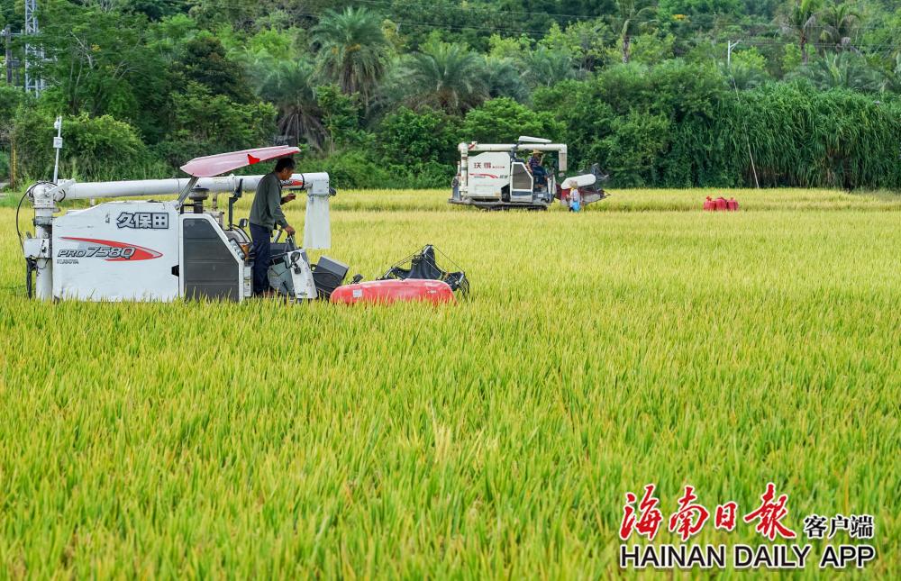 袁隆平超级杂交水稻测产传喜讯 平均亩产1004 公斤 腾讯新闻