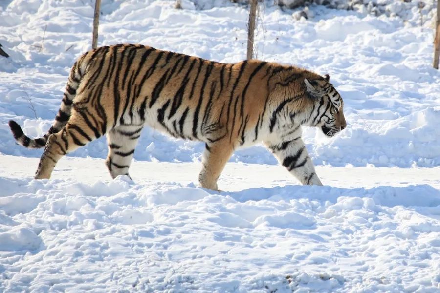 最近,黑龙江省内东北虎频频现身,密山东北虎下山觅食事件才刚过不久.