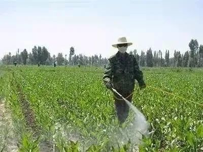 玉米苗后除草,什么时间打药最好?千万记牢,别再错了!