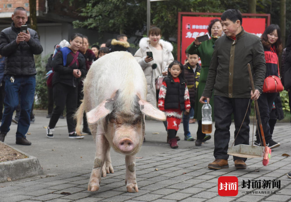 2020猪坚强现状图片