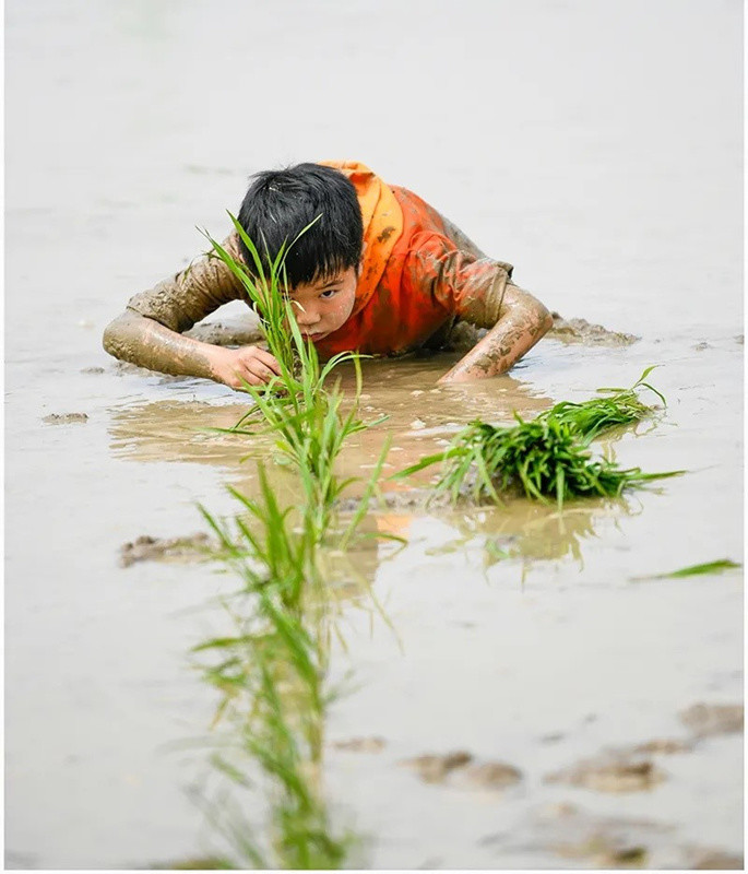 湖南桃源小学生下田插秧体验农作