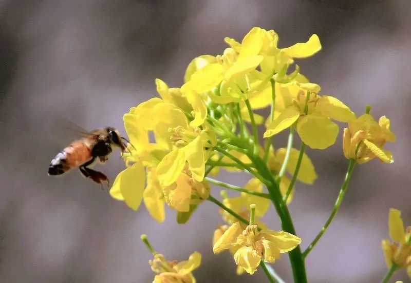 同是菜花蜜 中蜂蜜1斤100块 意蜂蜜1斤10块 价格高质量就好 腾讯新闻