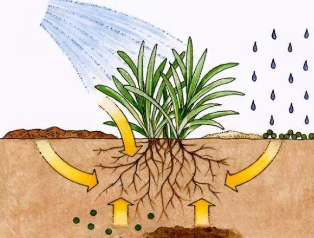 植物的根有什么作用