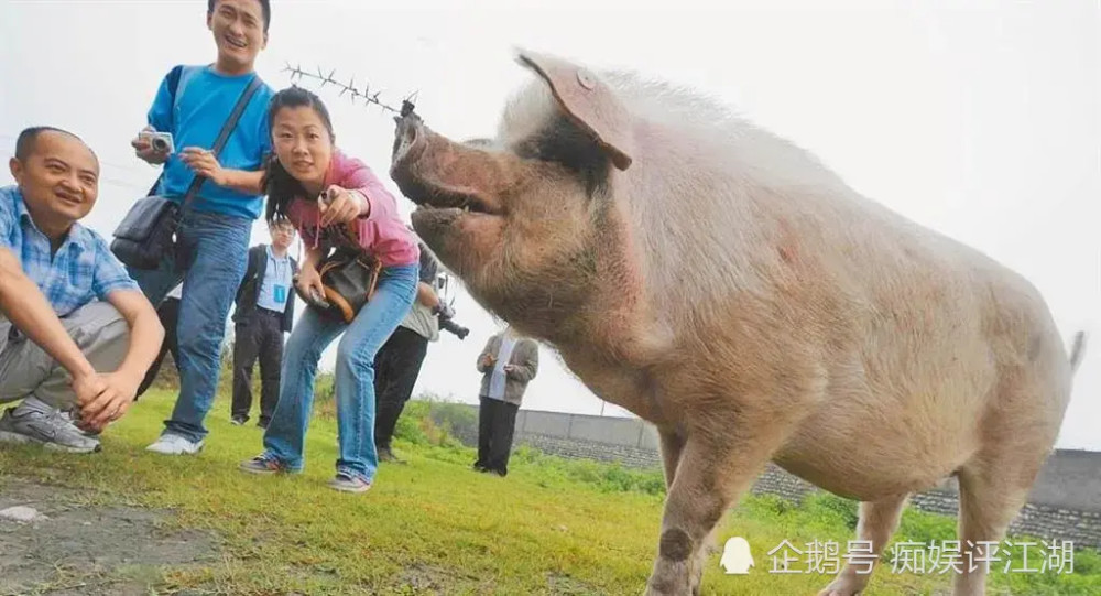 汶川地震遭埋36天幸存猪坚强已入弥留