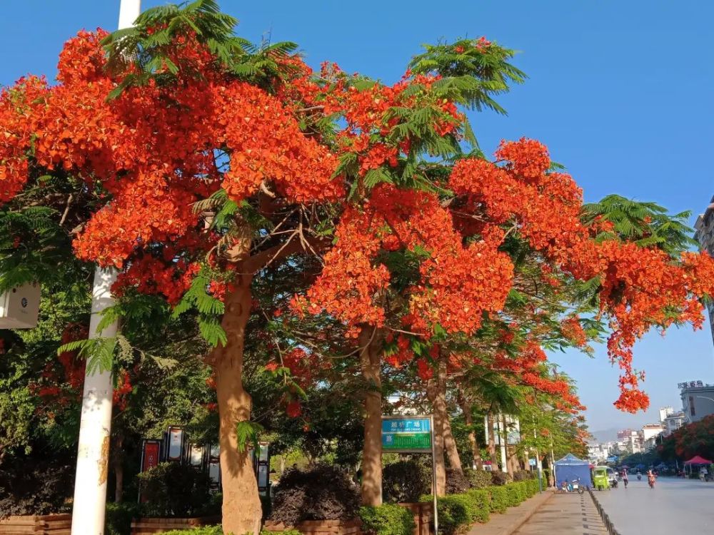 美丽宾川 凤凰花开 快来宾川越析广场看 腾讯新闻