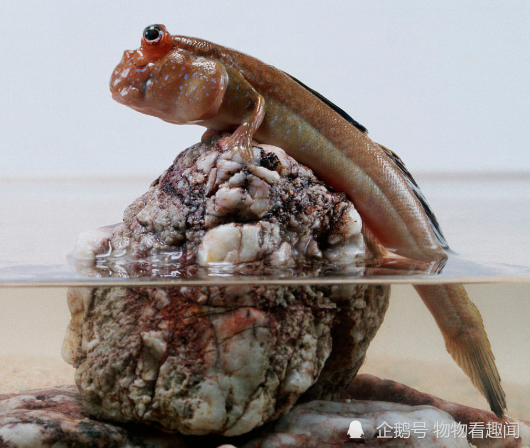 能上树下海打窝钻洞的弹涂鱼