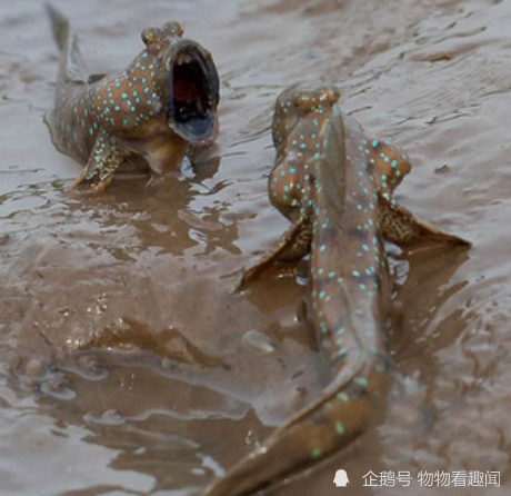 能上樹下海打窩鑽洞的彈塗魚