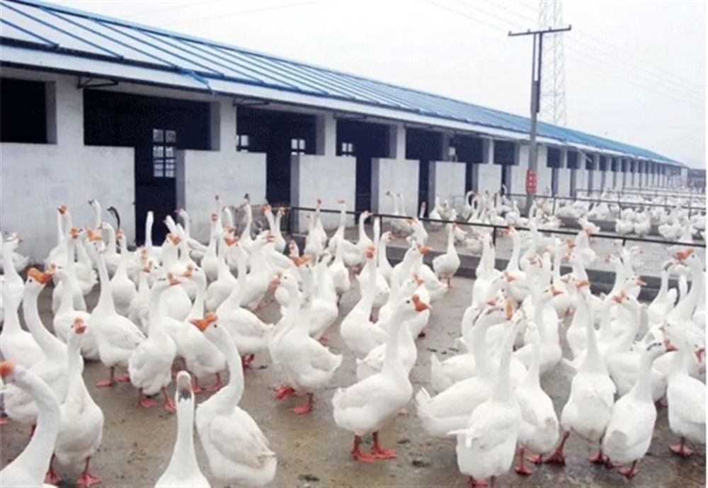 奋斗百年路起航新征程61同心奔小康鹅经济助力村民奔小康