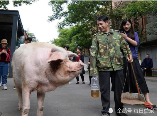 猪坚强进入弥留状态不再是简单的一只猪而是历史的印记
