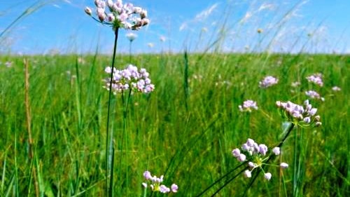 熱油一炒比蔥花還香,曬乾150元一斤|內蒙|扎蒙花|野菜|韭菜