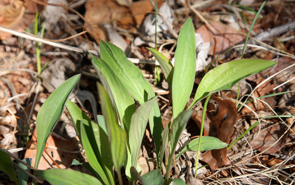走近中药,从外形到性味,多角度认识柴胡