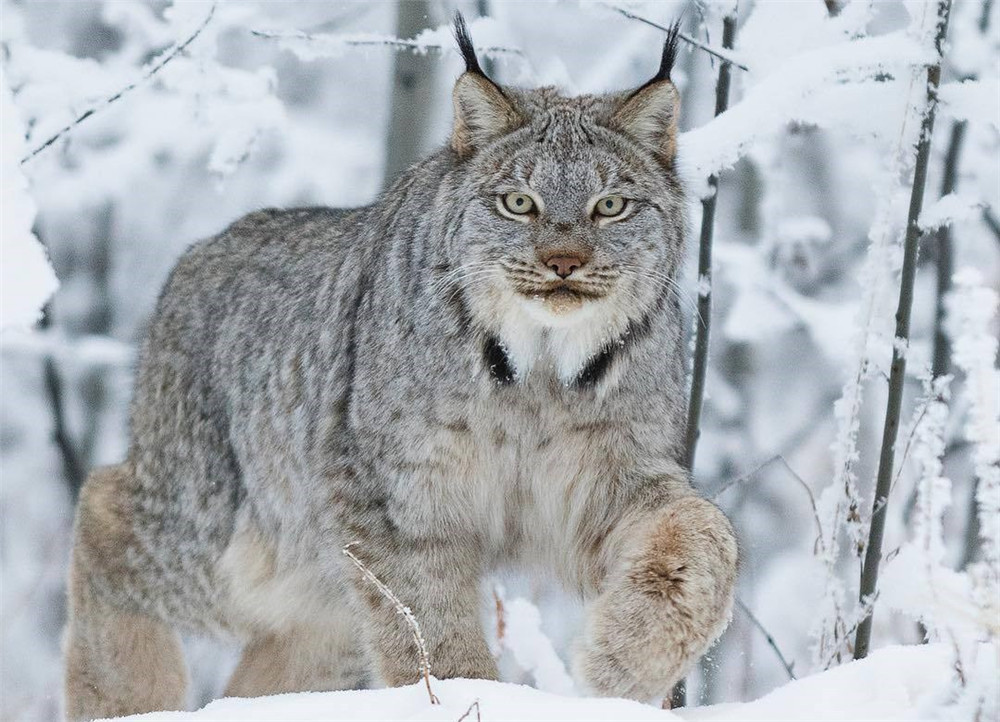 大興安嶺出現狼獾,零下40℃挖積雪找食物,吃完後悄悄跟著猞猁