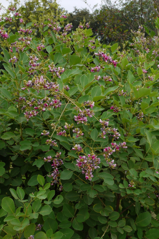 荒野维生野菜系列大叶胡枝子