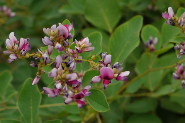 荒野维生野菜系列大叶胡枝子