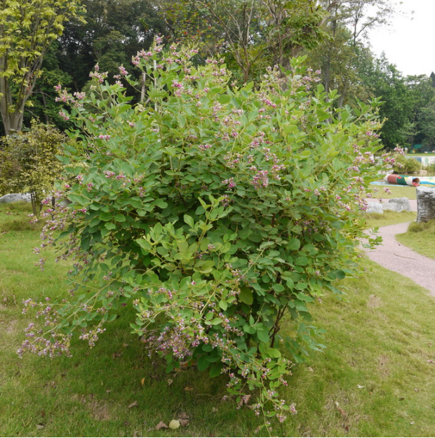 荒野维生野菜系列大叶胡枝子
